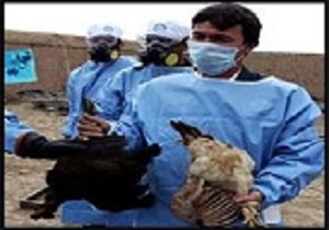 آنفلوآنزای فوق حاد پرندگان واکسن ندارد