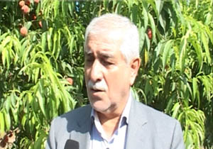 آغاز برداشت ميوه های تابستانی در مازندران