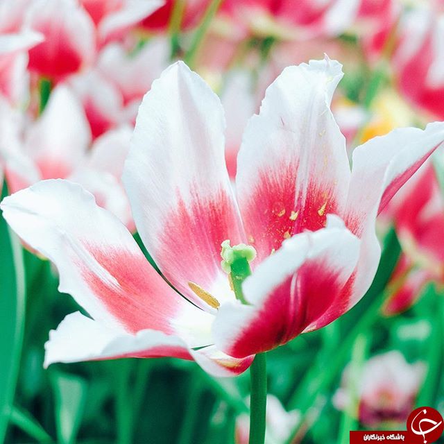 ثبت لحظه های ناب در اینستاگرام نشنال جئوگرافی+  عکس