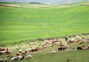 ساماندهی مرتعداری در بوئین ومیاندشت