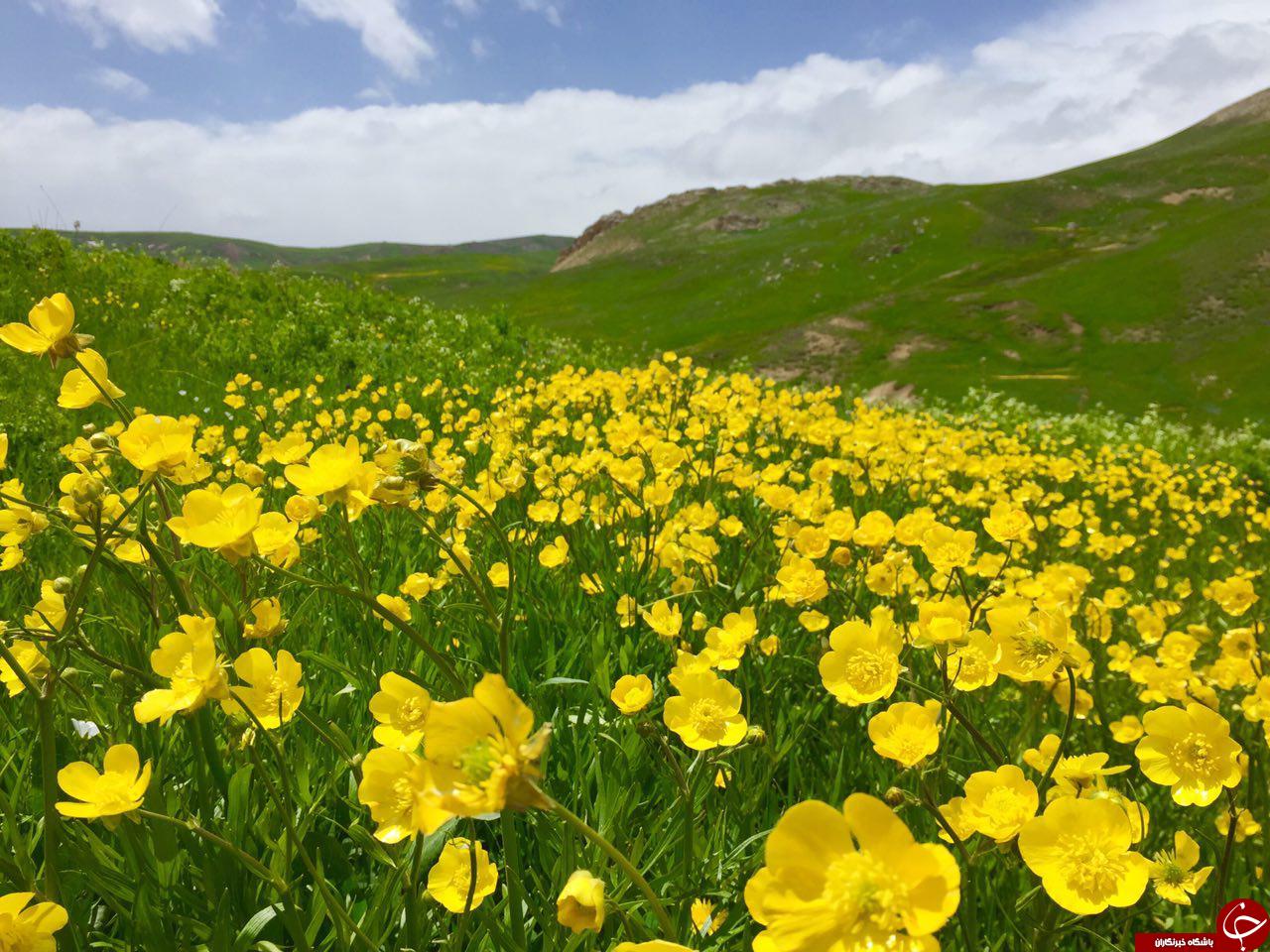 طبیعت بکر و زیبای روستای ترکان + تصاویر