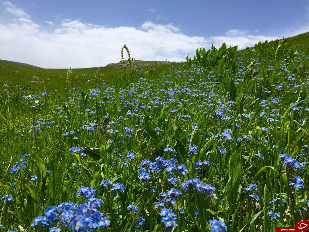 طبیعت بکر و زیبای روستای ترکان + تصاویر