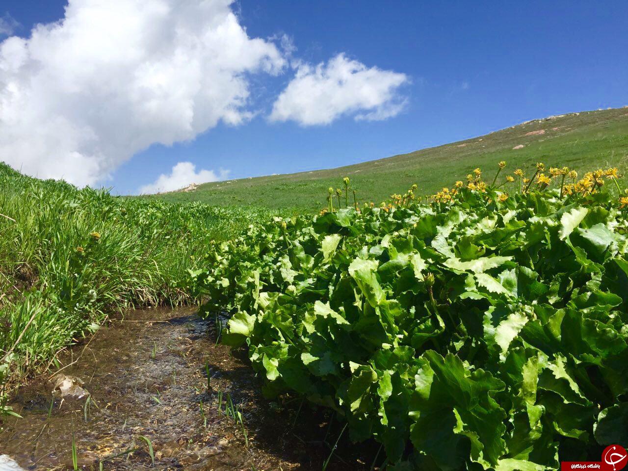 طبیعت بکر و زیبای روستای ترکان + تصاویر