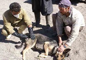 آغاز طرح واکسیناسیون هاری سگهای روستایی