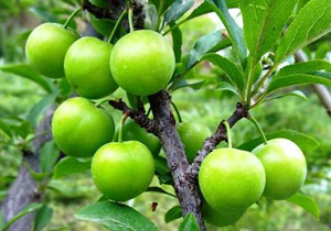 برداشت گوجه سبز از باغات چهارمحال و بختیاری