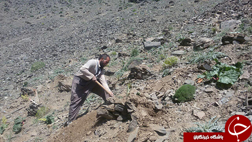 برداشت ریواس از ارتفاعات رشته کوههای بینالود در شهر خرو+ تصویر برداشت ریواس از ارتفاعات رشته کوههای بینالود در شهر خرو+ تصویر
