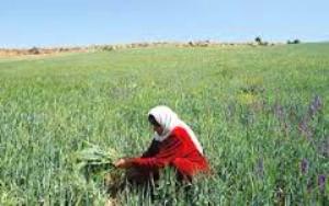 زنان بخش خاموش اقتصاد کشور