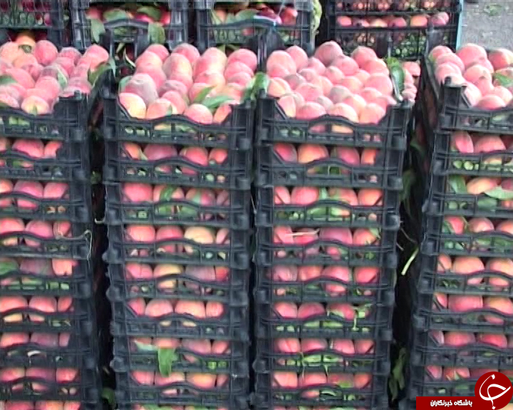 میوه های تابستانی در حسرت صنایع تبدیلی