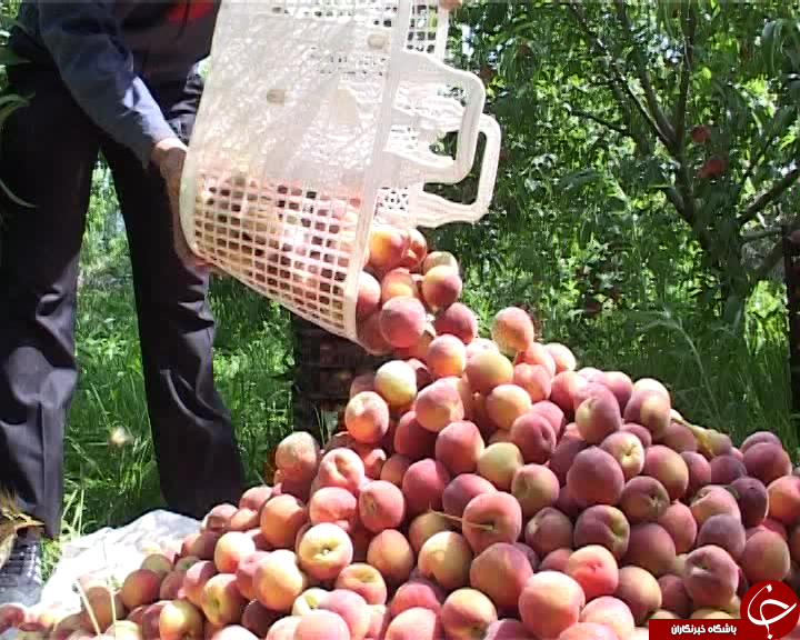 میوه های تابستانی در حسرت صنایع تبدیلی