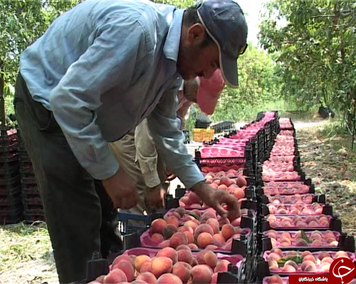 میوه های تابستانی در حسرت صنایع تبدیلی