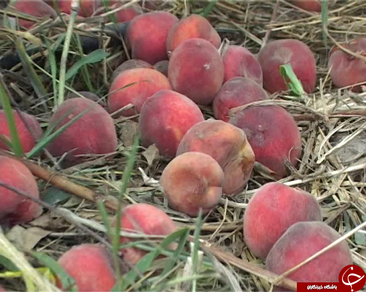 میوه های تابستانی در حسرت صنایع تبدیلی