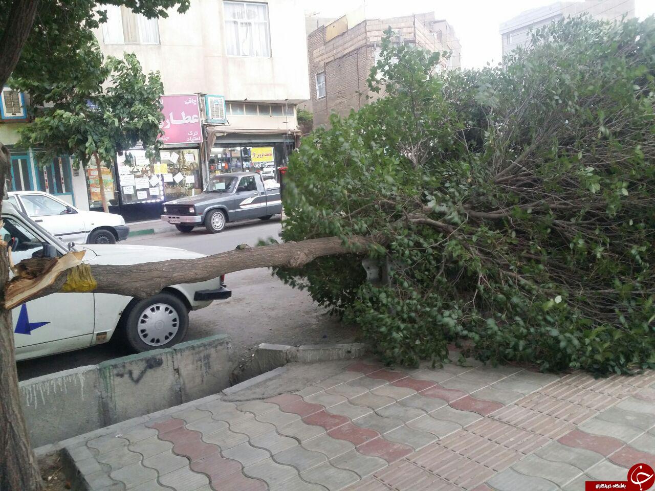 سقوط درخت بر روی پیکان وانت + تصاویر