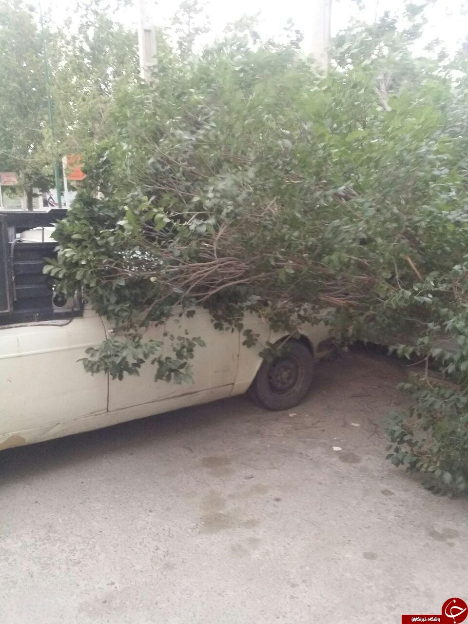 سقوط درخت بر روی پیکان وانت + تصاویر