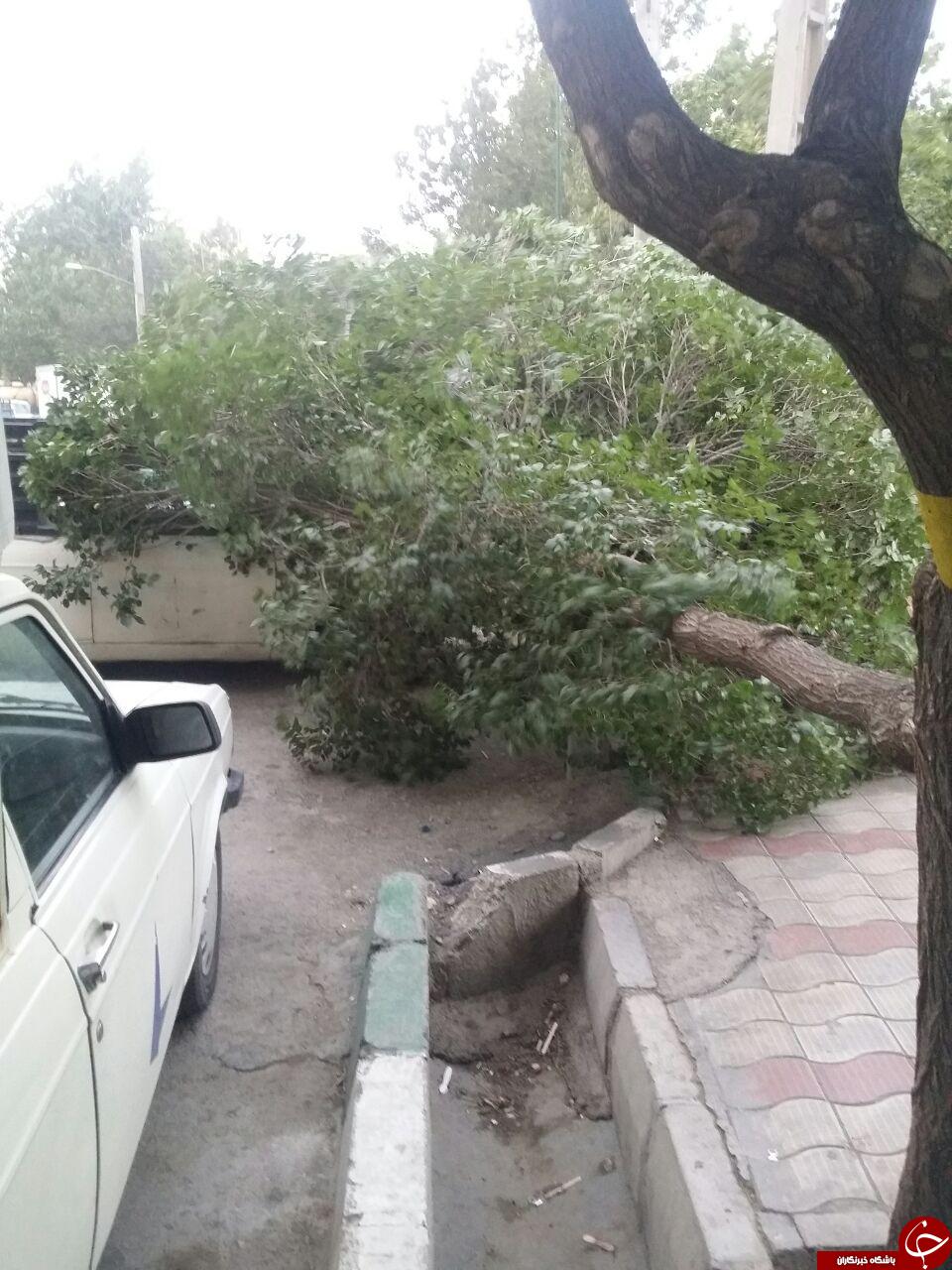 سقوط درخت بر روی پیکان وانت + تصاویر