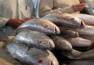 افزايش ظرفیت پرورش ماهیان خوراکی