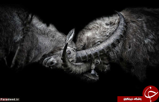 عکس/ پرتره&zwnj;هایی از دنیای حیوانات