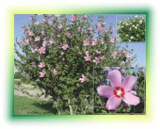 رویش بیش از 200 گونه گیاهی در فصول مختلف در شهرستان خاش