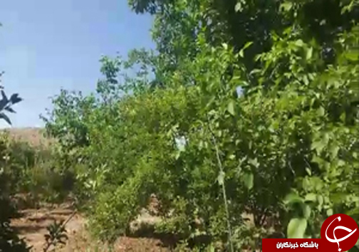 شهروندخبرنگار؛درختان سرسبزی که امسال بی&zwnj;ثمر ماندند + فیلم
