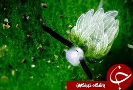 عجیب ترین موجود دریایی جهان که تابه حال ندیده اید+تصاویر