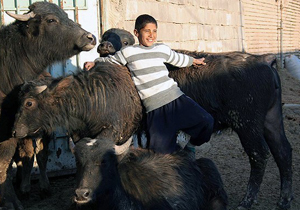 محله «گاومیش‌آباد» را بیشتر بشناسید