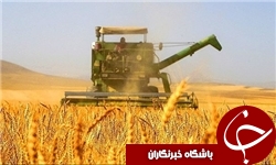 خرید تضمینی 25 هزار تن گندم در استان قم