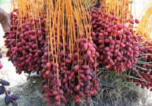 خرمای تازه از قافله ماه رمضان عقب ماند
