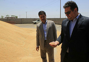 آمادگی مراکز خرید تعاون روستایی سرخس برای خرید گندم تضمینی
