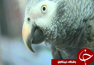 طوطی خاکستری که می&zwnj;تواند قاتل را لو دهد + عکس
