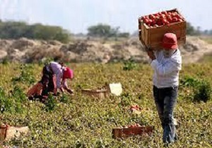پیش بینی برداشت 2 هزار تن گوجه فرنگی از مزارع شهرستان کوثر