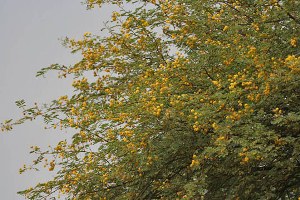 گل دهی آکاسیا چتری درسیریک