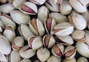آینده ای اسفبار در انتظار باغات پسته رفسنجان/تأمین اعتبار کرمان را از خشکسالی نجات می&zwnj;دهد