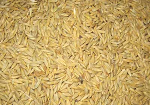 خرید تضمینی جو در استان چهارمحال و بختیاری انجام می شود