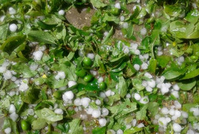 گستردگی خسارت باران و تگرگ به باغات خراسان رضوی