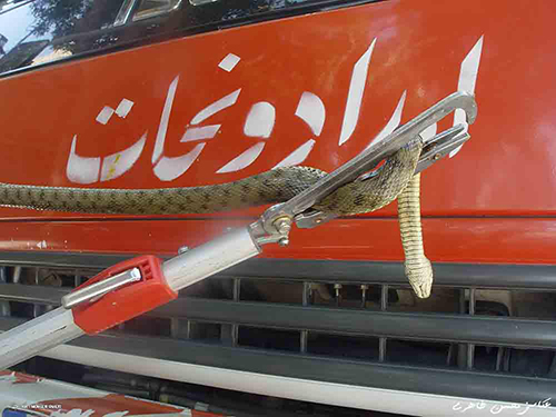 زنده گیری دو حلقه مار نیمه سمی در چناران +تصویر