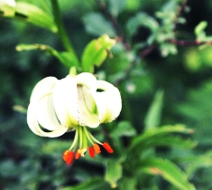 داماش، میزبان جشنواره سوسن چلچراغ