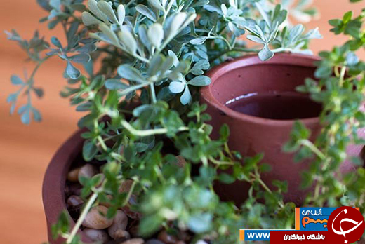 عکس/ روش&zwnj;های فوق العاده&zwnj;&zwnj;ی آبرسانی برای گیاهان آپارتمانی
