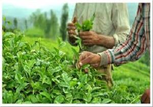 زمزمه های افزایش 11 درصدی بهای برگ سبز چای در راه است
