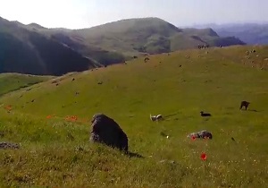 طبیعت بکر و زیبای ارتفاعات تالش + فیلم