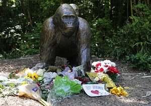 تصمیم نهایی دادستان اوهایو در خصوص خانواده ای که یک گوریل را به کشتن داد