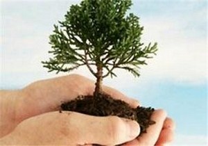 درختکاری در سیاهکل