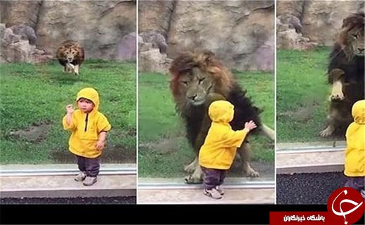 حمله شیر نر به یک کودک در باغ&zwnj;وحش&zwnj;+ عکس
