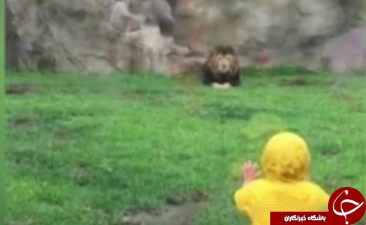 حمله شیر نر به یک کودک در باغ&zwnj;وحش&zwnj;+ عکس
