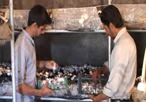 جوان روستایی کارآفرین شد + فیلم