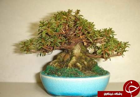زیباترین بونسای های دنیا را باخود حمل کنید+تصاویر