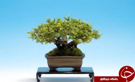 زیباترین بونسای های دنیا را باخود حمل کنید+تصاویر
