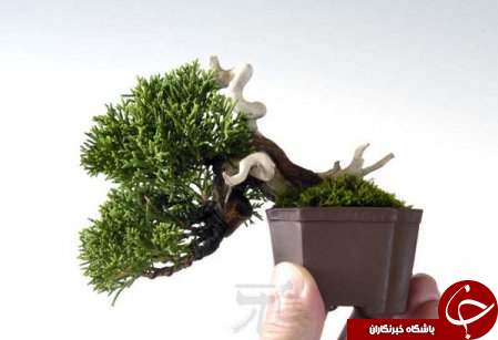 زیباترین بونسای های دنیا را باخود حمل کنید+تصاویر