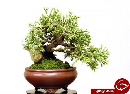 زیباترین بونسای های دنیا را باخود حمل کنید+تصاویر