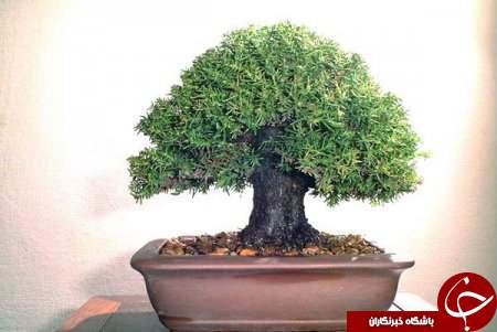 زیباترین بونسای های دنیا را باخود حمل کنید+تصاویر