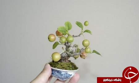 زیباترین بونسای های دنیا را باخود حمل کنید+تصاویر