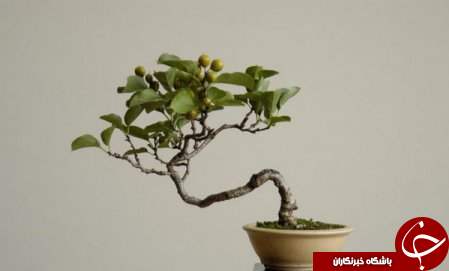 زیباترین بونسای های دنیا را باخود حمل کنید+تصاویر